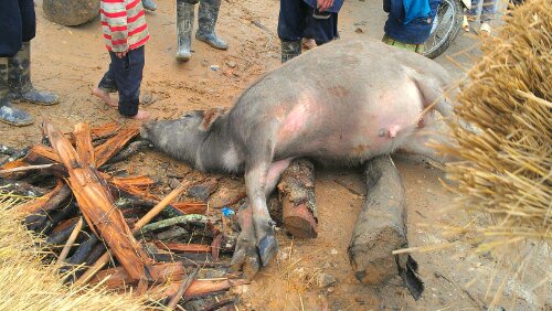 IMAG8833-1.jpg image