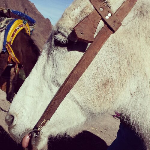 IMG_20131223_224117.jpg image